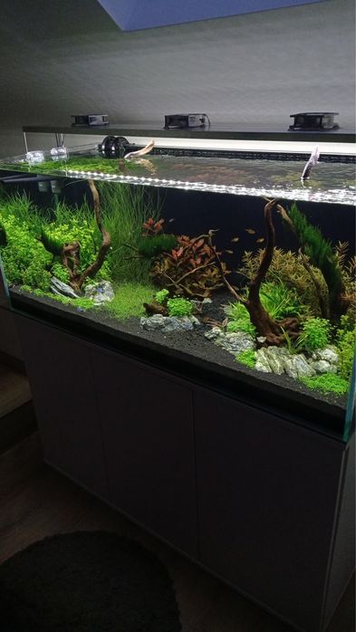 Zakładanie akwarium