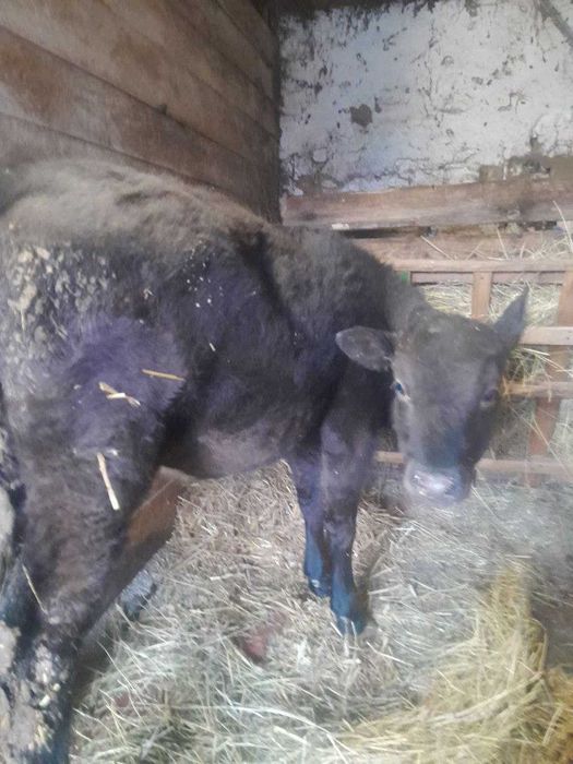 Продам теличку       .