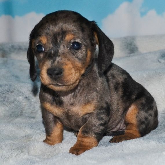 Мармурні такси — елегантні цуценята рідкісного окрасу