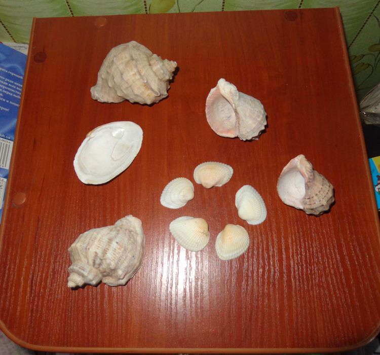 ракушки        разные