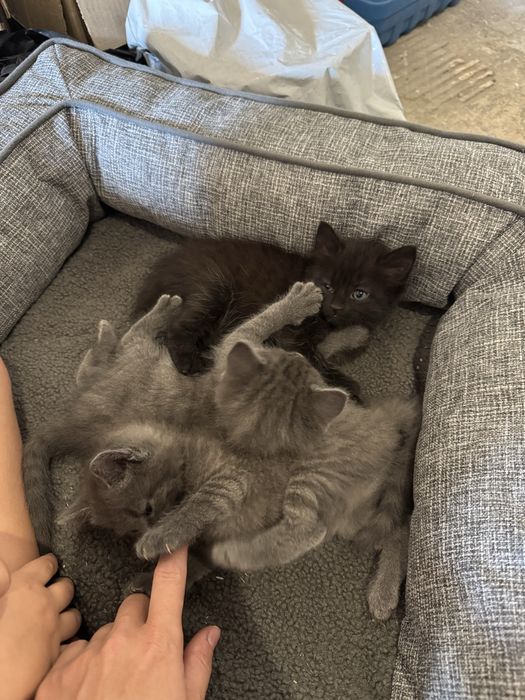 Віддам в добрі руки кошенят