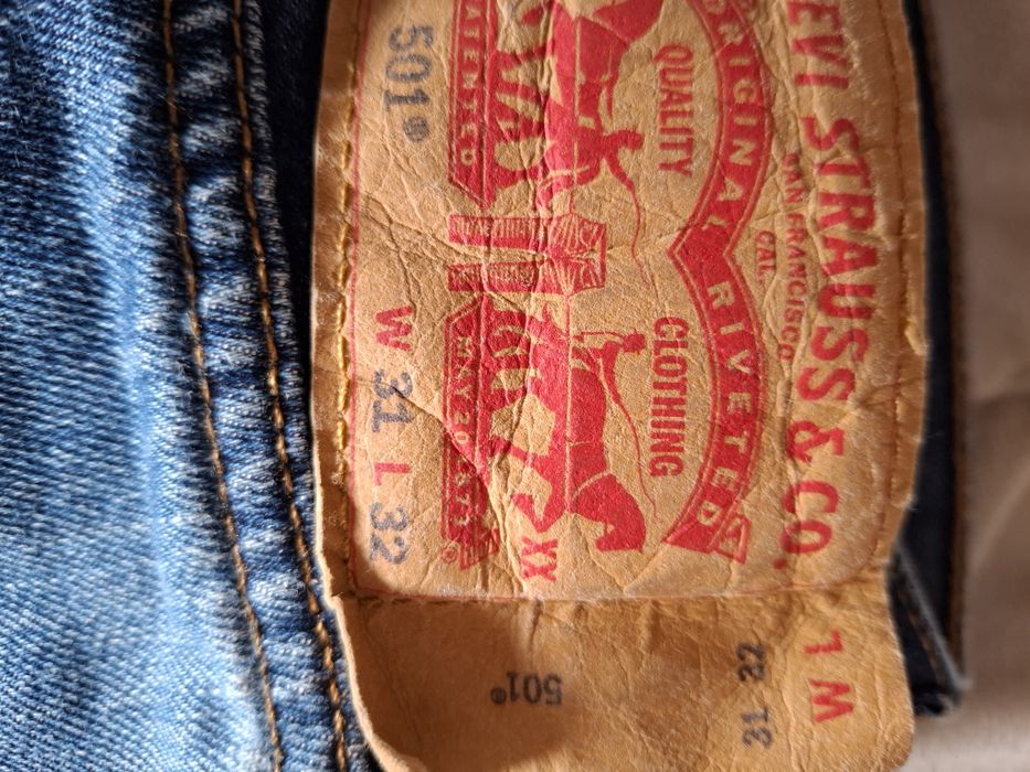 Calsas levis  501. N. ⁸31