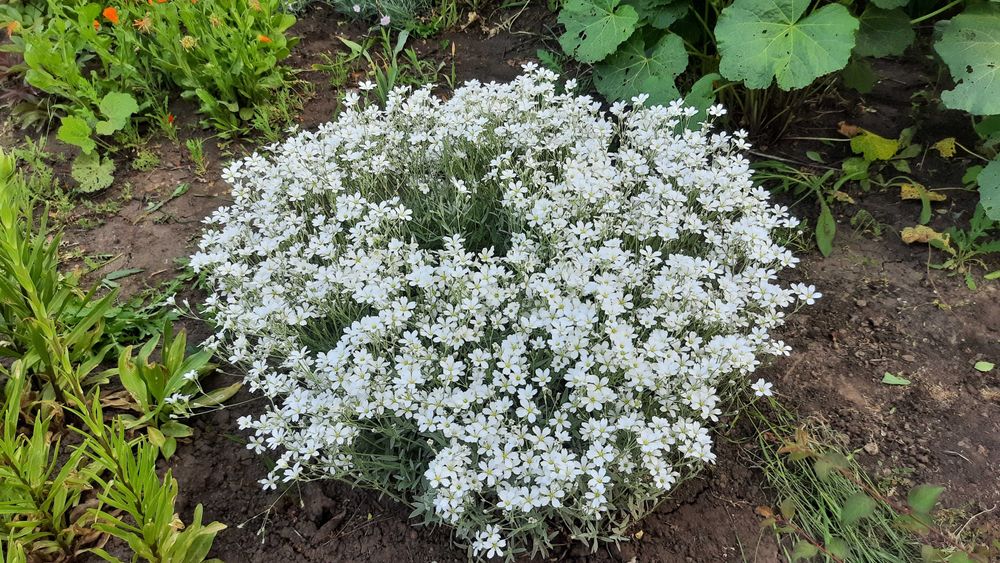 ясколка       отдам