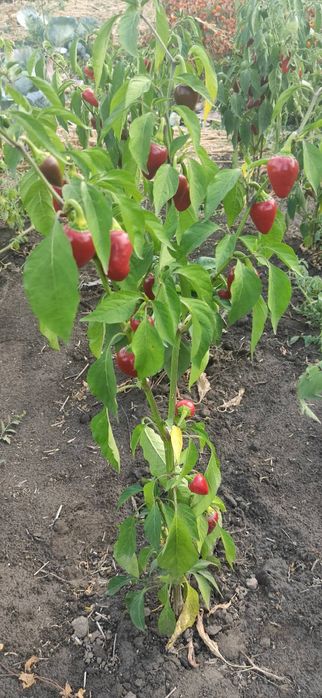 Насіння гострого перцю чилі "Лола"