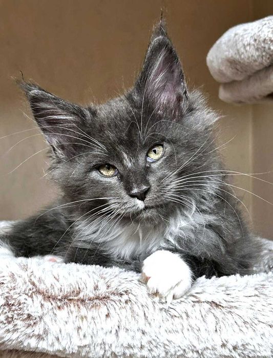 Maine coon kocurek niebieski z białym - FPL