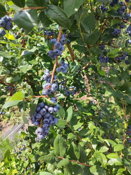 Borówka amerykańska, krzewy.