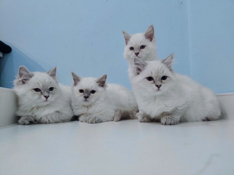 Ragdoll kociak gotowy do odbioru