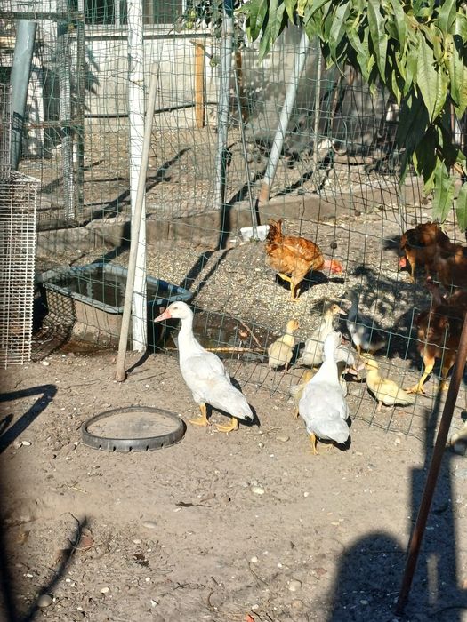 Patos/as para venda