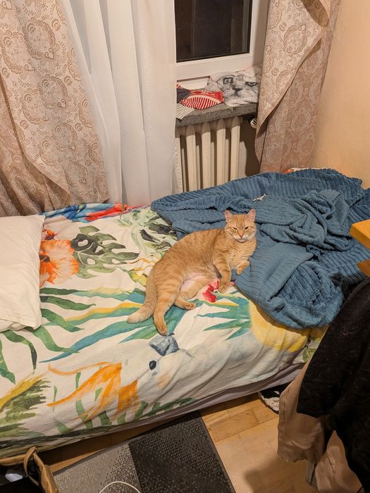 Scotty szuka lepszego domu