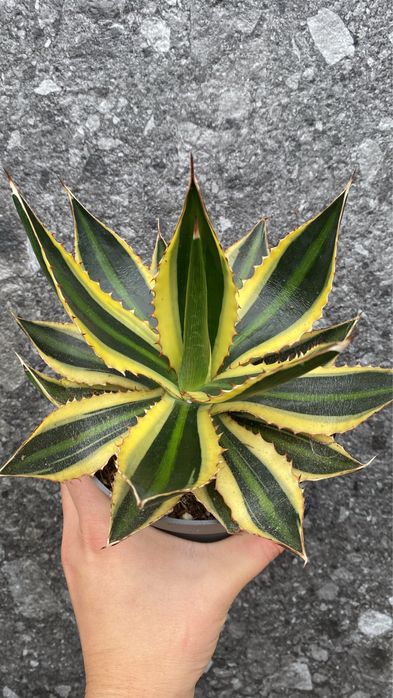Агава Квадріколор , Agava Quadricolor