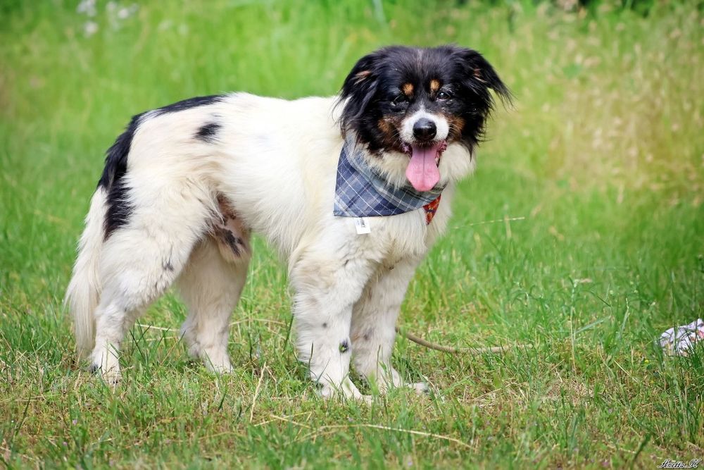 Fąfel psi przyjaciel