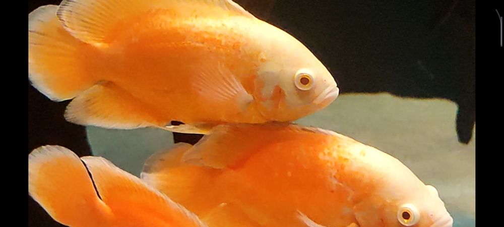 Pielęgnice pawiookie parka.