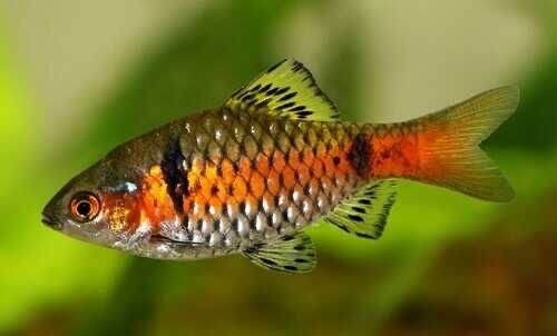 Brzanka Odeska/Brzanka dwuplama Ketrab