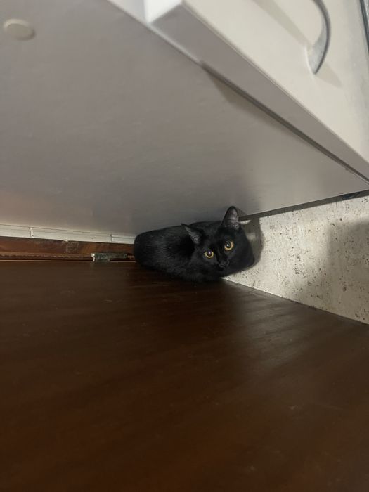 Gatas para adoção urgente