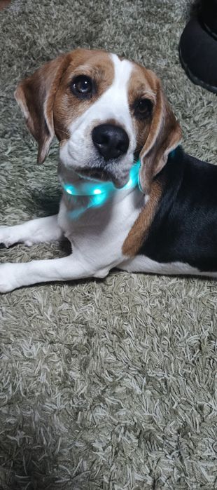Світлодіодний Led Usb нашийник для собак.