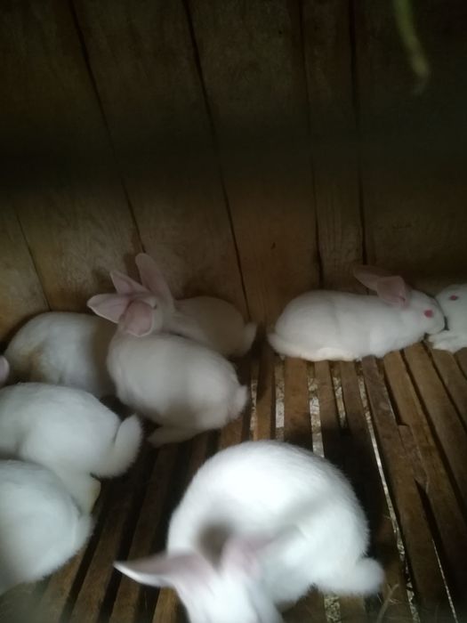 Кролі термонці різного віку. Провакциновані від двох хворіб.