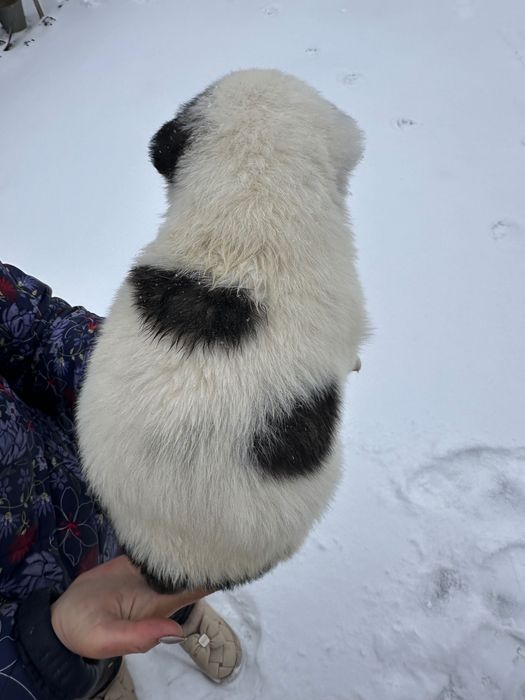 Продам цуценята Алабая