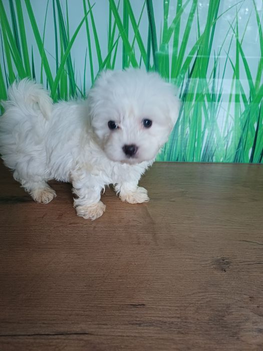 Maltanczyk mały słodziak