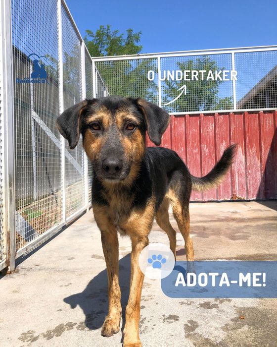 Undertacker - cao jovem porte grande