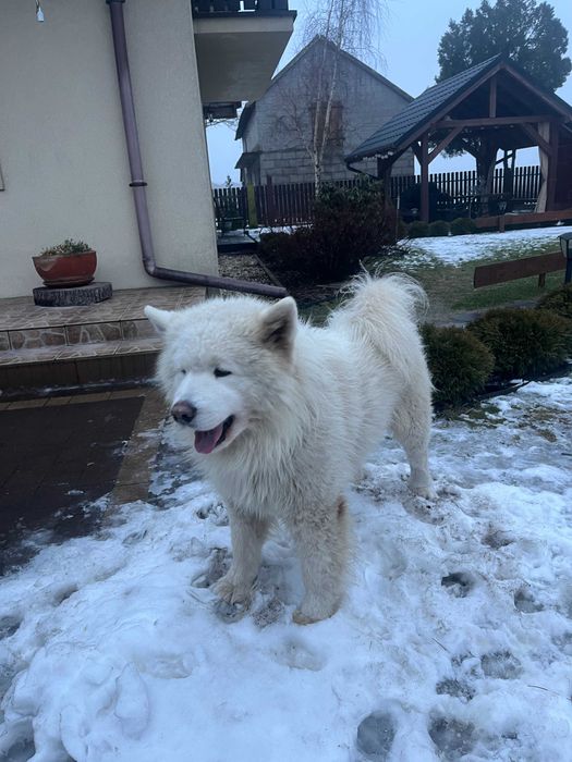 Szczenię Samoyed