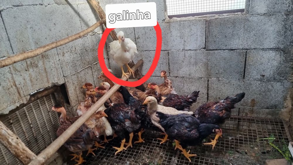 Trio branca portuguesa