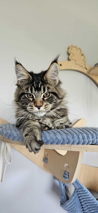 Kotka Maine Coon- KARMEN
