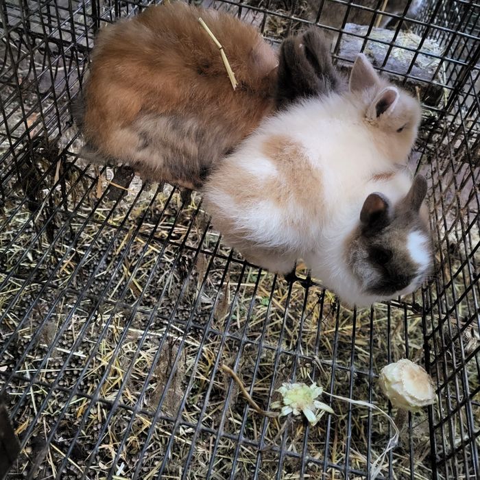 PROMOÇÃO ou rotura de stok