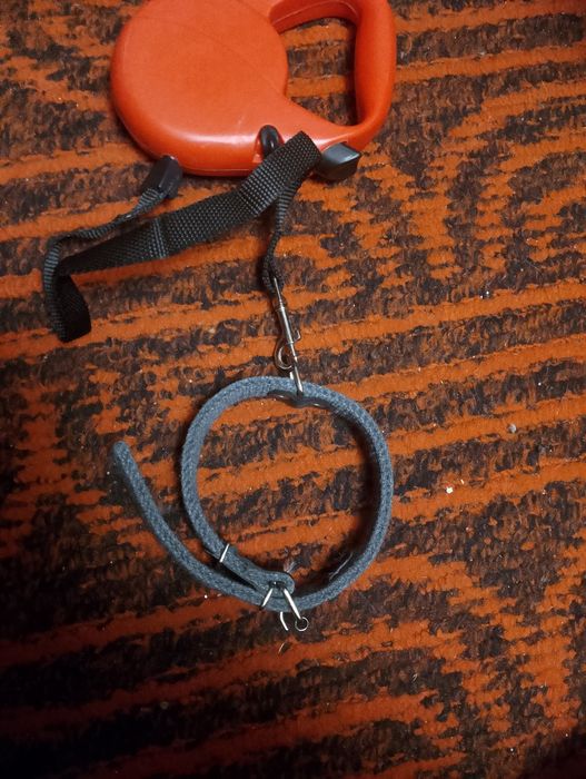 Проводок для собаки