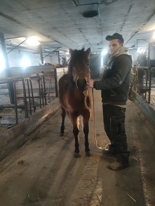 Klacz huculska hucuł