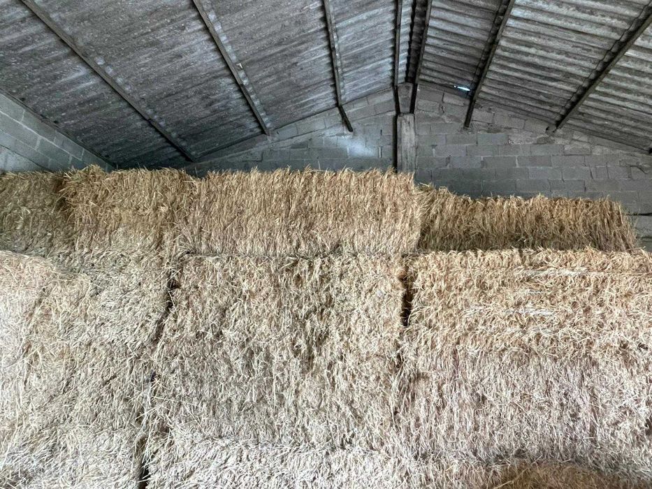 Feno de aveia com grão em borracha