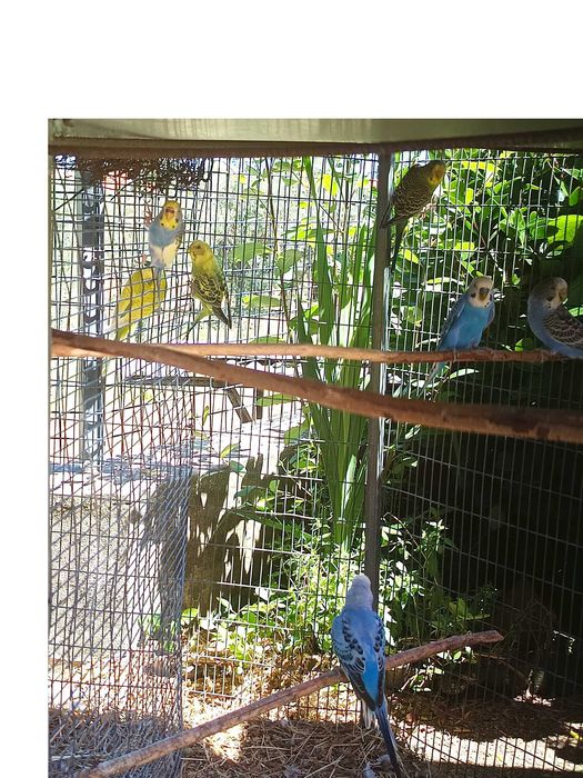 Casal de periquitos australianos