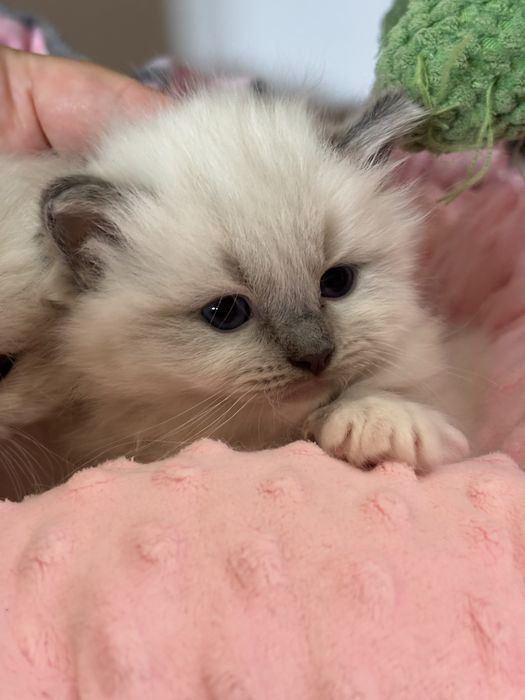 Cudowny kocurek Ragdoll