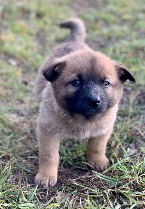 Отдам щенка-девочку