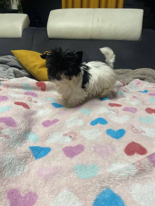 York biewer sunia mini