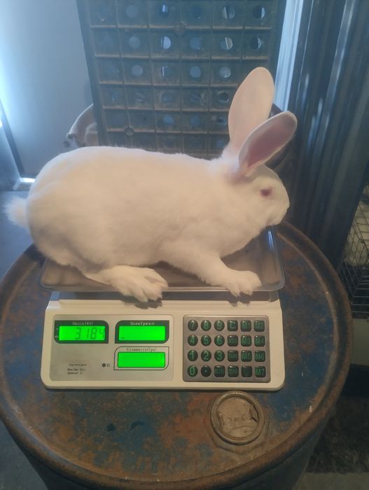 Термонська біла.