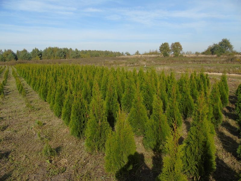 Tuja szmaragd 180-220 cm