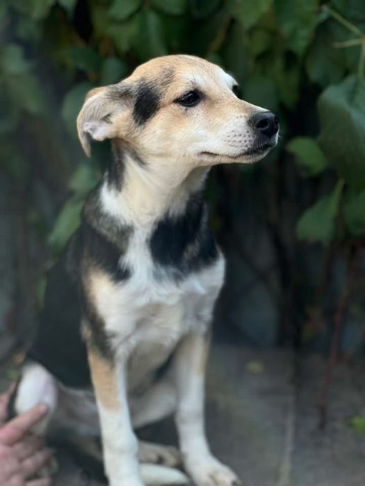 Очень добрый песик 1 год Бобрик