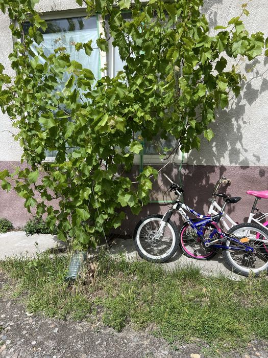 Здам кімнату ,Голосійвський р-н ,Віта Литовська