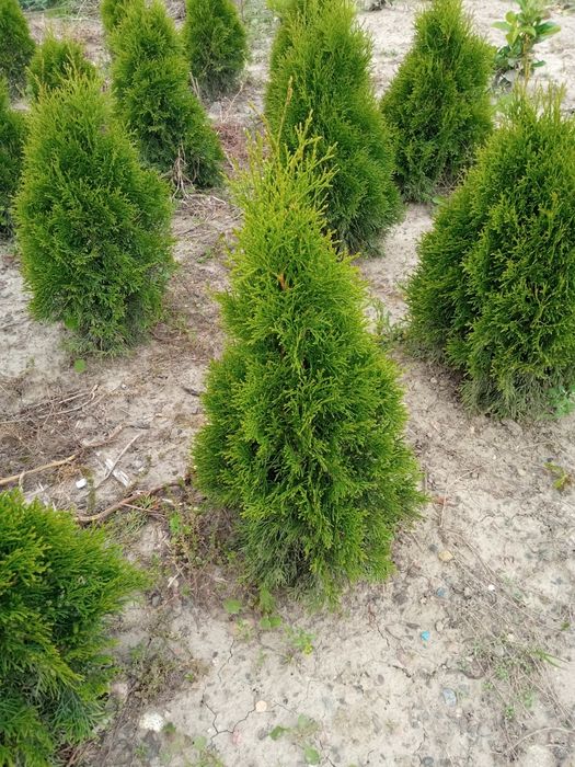 Thuja Smaragd 15 zł