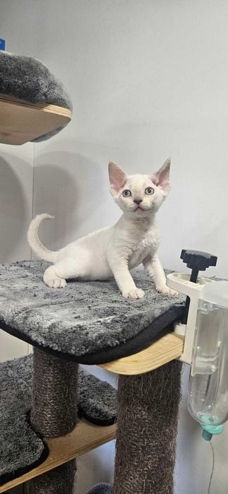 Yana dziewczynka Devon Rex point niebieskie oczy Demix*PL zarezerwowana