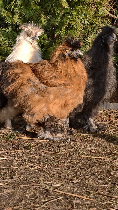 Silki jedwabiste koguciki