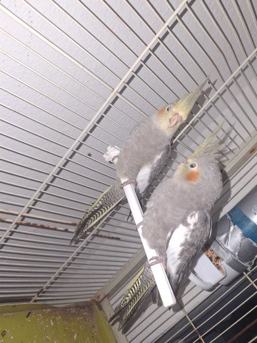 Caturras para mansas