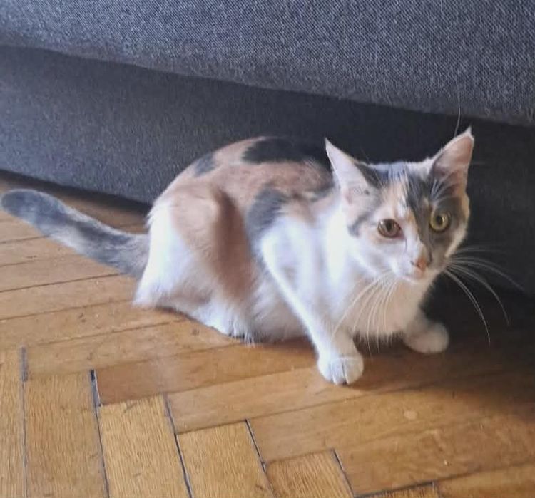 Kot kotek kotka do adopcji