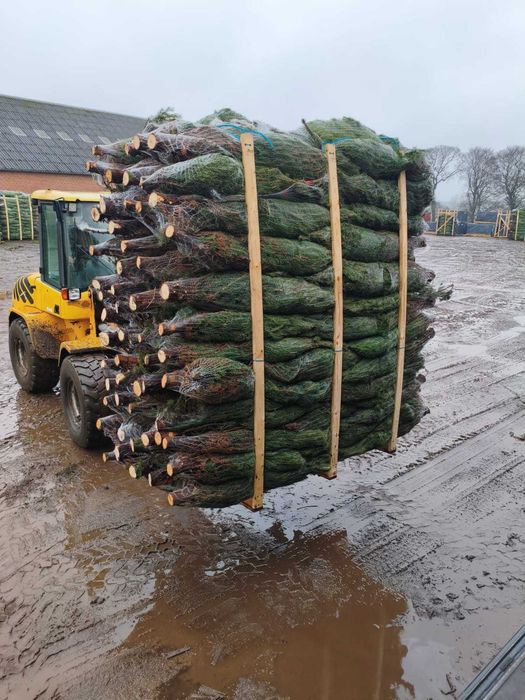 Jodła kaukaska cięta/w donicy. Dostępna KAŻDA ilość