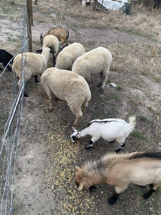 Cabra e cabrito micro anoes