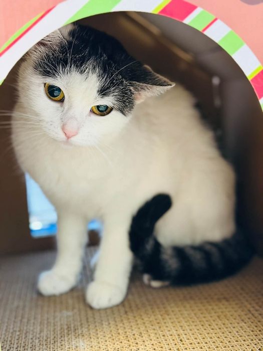Koteczka do pilnej adopcji
