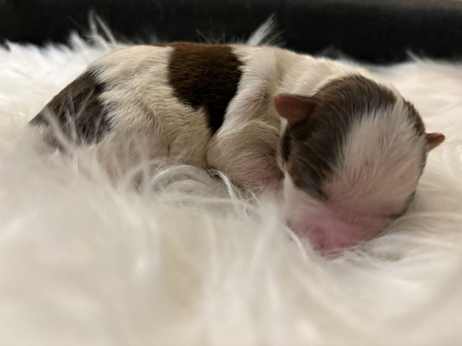 Do Rezerwacji Mia Yorkshire Terier Brio