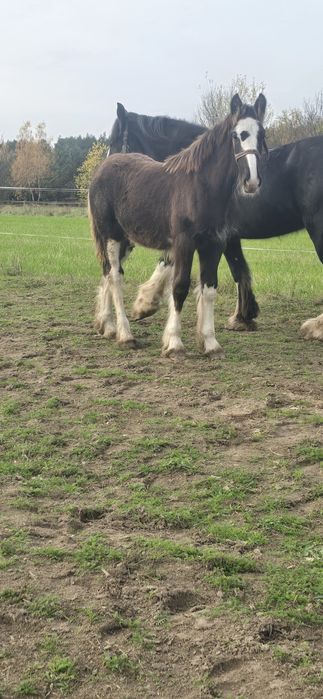 Ogierek Shire 7 miesiecy