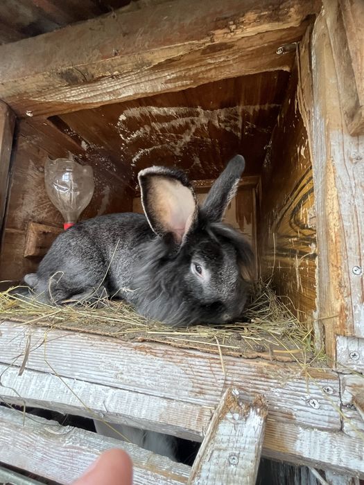 Продам Левоголовий кролик