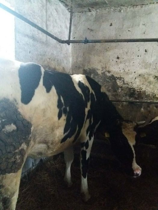 Sprzedam jałówkę wysokocielną